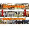 供应肉牛犊、小毛驴、德州驴、鲁西黄牛、西门塔尔牛