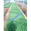 云南昆明非洲菊批发价格非洲菊种苗基地⊙|⊙|求购非洲菊种苗
