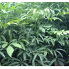 临沧临翔区火镰菜绿化苗木供应商家,火镰菜批发价格