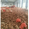 买魔芋种子提供高产栽培技术的合作社087164155848