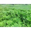 云南年销售包依消魔芋种子5000余吨的供应商基地