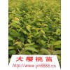 云南车厘子树苗，美国大樱桃苗，车厘子苗，樱桃苗供应
