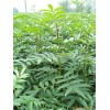 批发云南昭通青花椒苗，大红袍花椒苗价格