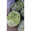 云南红河菜豆供应商