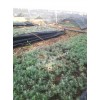 云南雪松科属/陆良县家喜苗圃