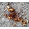 云南江川白芨驯化苗供应商家