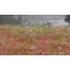 白芨组培苗、驯化苗、白芨种茎