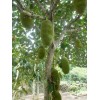 西双版纳菠萝蜜苗/马来西亚1号菠萝苗销售信息