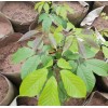 2.5米风铃木苗木供应