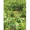 大量核桃苗供应，当年挂果，云新核桃苗