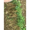 红河弥勒市独定子什么价格/种植户弥勒药材种植基地