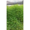 保山辣木苗供应/辣木苗隆阳区15025069798