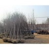 云南四照花、滇合欢、酸多余、雪松、红白牛筋木/头状园林绿化