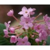 滇丁香花云南供应商/滇丁香花（云南滇丁香(称藏丁香)价格
