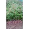哪里有大红袍花椒苗卖