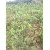 昭通海棠山定子价格