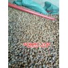 昭通砂仁,花椒批发供货商家_0871-64155848