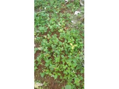 宣威小草乌、旱半夏中药材种植户