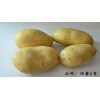 丽江太安丽薯6号种薯将上市,杨志春诚邀来速抢购与合作。