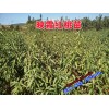 映霜红桃苗批发价格_映霜红桃苗哪里能买到?