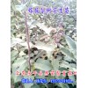 梨树苗批发价格13577231933