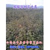 梨苗价格采购信息（梨苗13577231933）