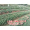 专业化、现代化独定子种植基地