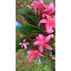 出售纯红鸡蛋花、白玉兰、兰花楹、秋枫、木棉、黄精种苗、野三七