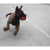 云南名犬基地常年出售杜宾犬、昆明犬、马犬、德牧、边牧幼犬