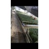 广东海南富贵竹基地直销_海南荷花竹富贵竹