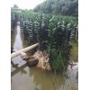 广东海南富顺富贵竹批发|海南荷花竹富贵竹