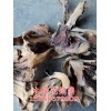 云南昆明木棉花图片——木棉花商家报价
