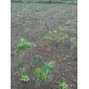 离昆明近的重楼种植基地_重楼种植技术指导