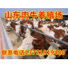 山东肉牛犊养殖场