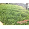 天门冬药材价格信息_优质天门冬供应信息