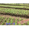 天门冬图片_天门冬药材供应
