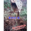 优质天冬药材