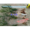 云南供应天冬、小叶青药材(天门冬)