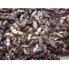 斑蝥（斑猫）【斑蚝、花斑毛】供应信息