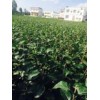 红富士（烟富3号）_苹果品种中哪种最好