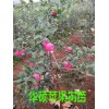 云南适合种植华硕苹果_苹果苗木中的新品种\