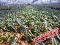 云南石斛/白芨苗/铁皮石斛驯化苗供货商