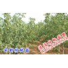 2016云南云新核桃苗市场报价_核桃苗13324959038