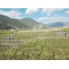 [核桃果树苗]大理核桃苗木基地信息？
