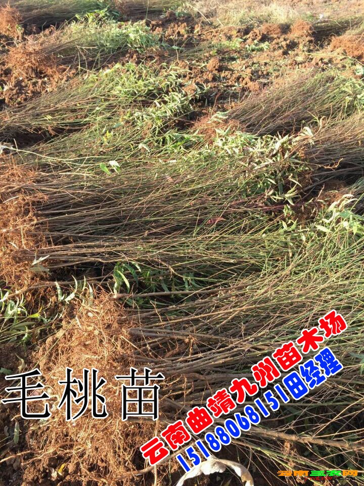 点击打开原图