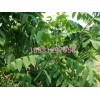 麻核桃树苗，麻核桃，莲花菩提，麻核桃嫁接莲花菩提嫁接