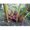 一株草果种苗产多少草果成品_进入旺盛期可达20公斤