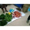 草果种苗价格_草果种苗三年苗怎么样?