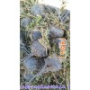 丽江哪里有好的黑玛卡_云南丽江泸沽湖高原黑玛卡种植基地