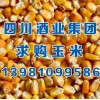 四川酒业集团求购玉米高粱小麦